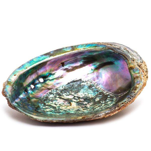 Abalone Schelp – Smudging – 15 cm abalone schelp