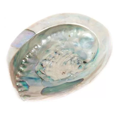 Abalone Schelp – Smudging – 15 cm abalone schelp