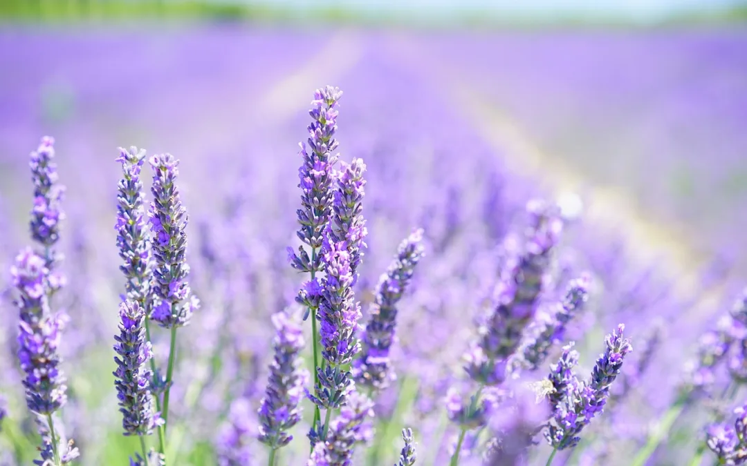 Geur verbetert breinfunctie